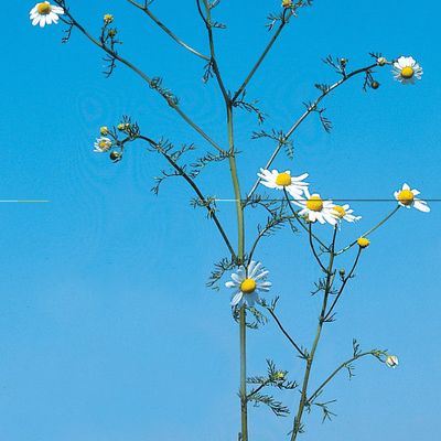 Matricaria chamomilla L., © 2022, Konrad Lauber – Flora Helvetica – Haupt Verlag