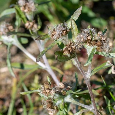 Gnaphalium uliginosum L., 13 October 2018, © Copyright Françoise Alsaker – Asteraceae
