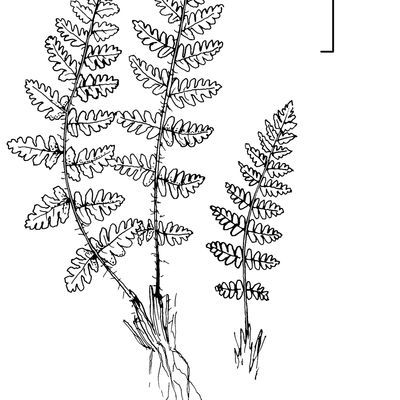 Woodsia ilvensis (L.) R. Br., © 2022, Stefan Eggenberg – Flora Vegetativa - Haupt Verlag