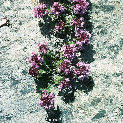 Thymus praecox subsp. polytrichus (Borbás) Jalas, © 2022, Konrad Lauber – Flora Helvetica – Haupt Verlag