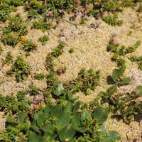 17/22 - © Copyright 2015 Patrice Prunier – VI.2.1.2.1 - Empetro hermaphroditi-Sphagnetum fusci, Grimsel CH-VS