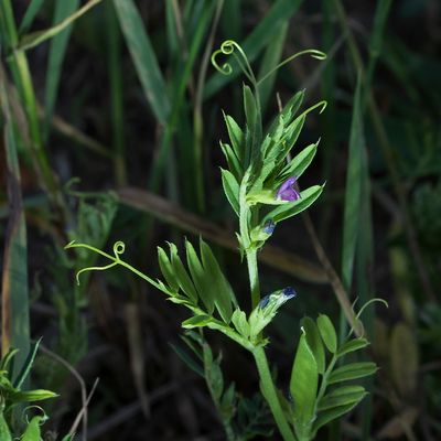 Vicia sativa subsp. nigra (L.) Ehrh., 28 May 2017, Françoise Alsaker – Fabaceae