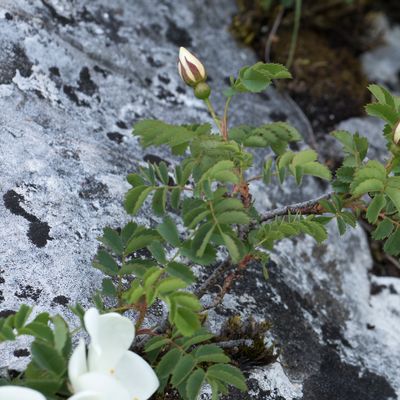 Rosa spinosissima L., 22 May 2016, © Copyright Françoise Alsaker – Rosaceae