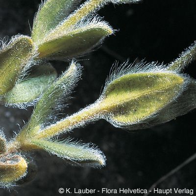 Cerastium alpinum L., © 2022, Konrad Lauber – Flora Helvetica – Haupt Verlag