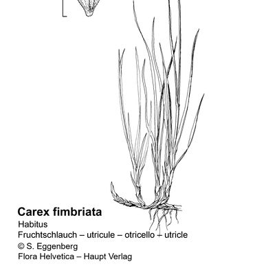 Carex fimbriata Schkuhr, 7 January 2021, © 2022, Stefan Eggenberg – Flora Vegetativa - Haupt Verlag
