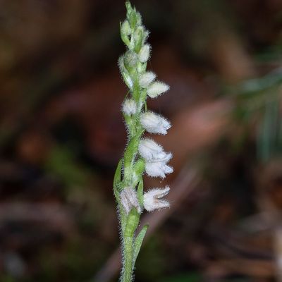 Goodyera repens (L.) R. Br., 11 July 2017, Françoise Alsaker – Orchidaceae	Knabenkrautgewächse