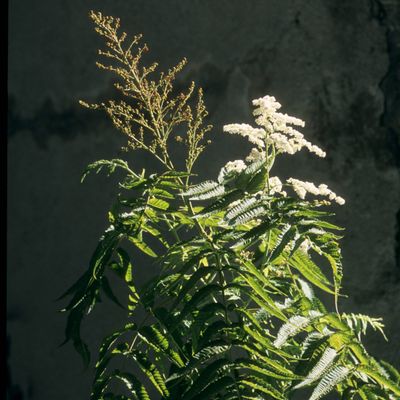 Sorbaria sorbifolia (L.) A. Braun, © Copyright Christophe Bornand