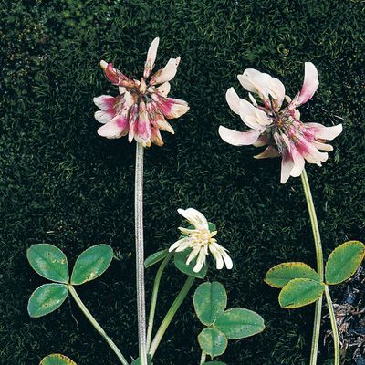 Trifolium pallescens Schreb., © 2022, Konrad Lauber – Flora Helvetica – Haupt Verlag