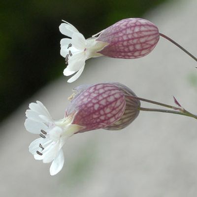 Silene vulgaris subsp. glareosa (Jord.) Marsden-Jones & Turrill, © 2007, Beat Bäumler – Soubey (JU)