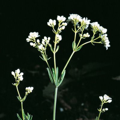 Asperula tinctoria L., © 2022, Konrad Lauber – Flora Helvetica – Haupt Verlag