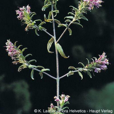 Odontites vulgaris Moench, © 2022, Konrad Lauber – Flora Helvetica – Haupt Verlag