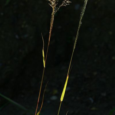 Eragrostis mexicana (Hornem.) Link, © Copyright Christophe Bornand