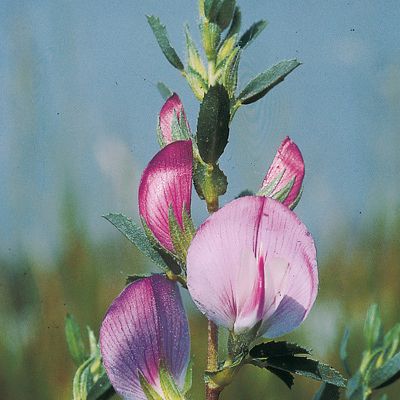 Ononis spinosa subsp. austriaca (Beck) Gams, © 2022, Konrad Lauber – Flora Helvetica – Haupt Verlag
