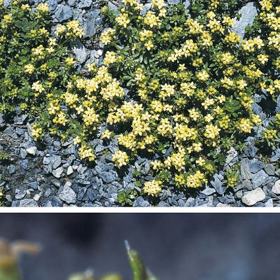 Galium megalospermum All., © 2022, Konrad Lauber – Flora Helvetica – Haupt Verlag
