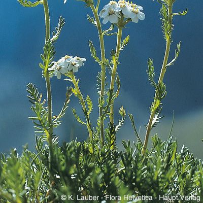 Achillea erba-rotta subsp. moschata (Wulfen) Vacc., © 2022, Konrad Lauber – Flora Helvetica – Haupt Verlag