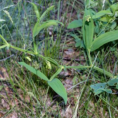 Lathyrus heterophyllus L., 12 June 2017, Françoise Alsaker – Fabaceae