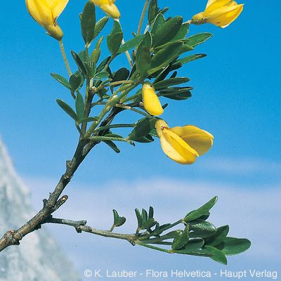 Cytisus emeriflorus Rchb., © 2022, Konrad Lauber – Flora Helvetica – Haupt Verlag