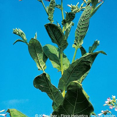 Nicotiana tabacum L., © 2022, Konrad Lauber – Flora Helvetica – Haupt Verlag