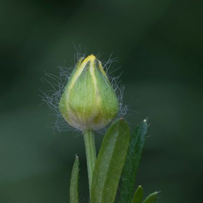 Ranunculus bulbosus L., 12 June 2017, © Copyright Françoise Alsaker – Ranunculaceae