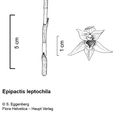 Epipactis leptochila (Godfery) Godfery, 2 December 2022, © 2022, Stefan Eggenberg – Flora Vegetativa - Haupt Verlag