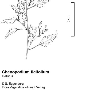 Chenopodium ficifolium Sm., © 2022, Stefan Eggenberg – Flora Vegetativa © Haupt Verlag