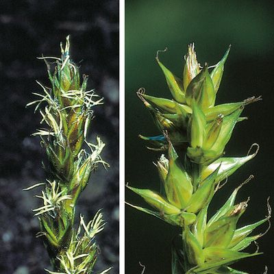 Carex spicata Huds., © 2022, Konrad Lauber – Flora Helvetica – Haupt Verlag