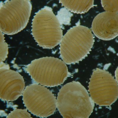 Chara tomentosa L., © 2022, D. Auderset Joye – Les oospores de C. tomentosa calcifient pour former des gyrogonites qui se conservent longtemps dans le sédiment (Fencheren see, Worben, CH-Be).