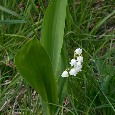 Convallaria majalis L., 30 March 2013, © Copyright Françoise Alsaker – Asparagaceae