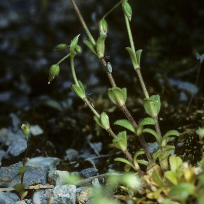 Cerastium semidecandrum L., © Copyright Christophe Bornand