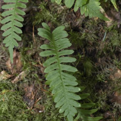 Polypodium vulgare L., 12 August 2021, © Copyright Françoise Alsaker – _FD25716 und -17 gehören zur selben Pflanze
