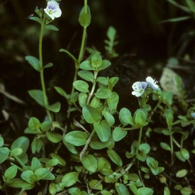 Veronica serpyllifolia subsp. humifusa (Dicks.) Syme, © Copyright Christophe Bornand