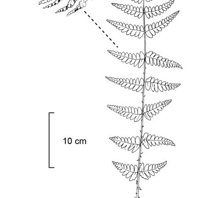 Dryopteris cristata (L.) A. Gray, © 2022, Stefan Eggenberg – Flora Vegetativa - Haupt Verlag