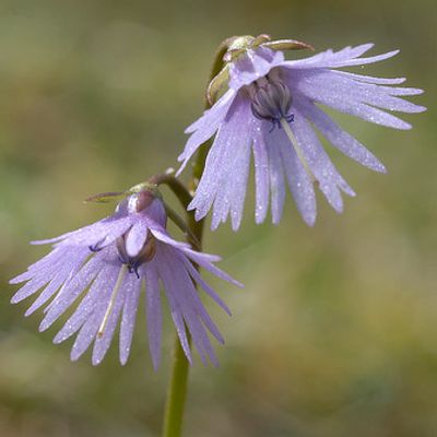 Soldanella alpina L., © 2007, Beat Bäumler – La Dôle (VD)