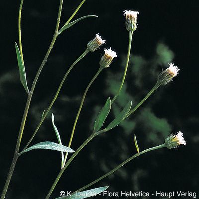 Erigeron acris subsp. angulosus (Gaudin) Vacc., © 2022, Konrad Lauber – Flora Helvetica – Haupt Verlag