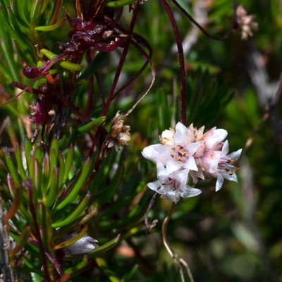 Cuscuta epithymum (L.) L., 2 August 2018 – Convolvulaceae