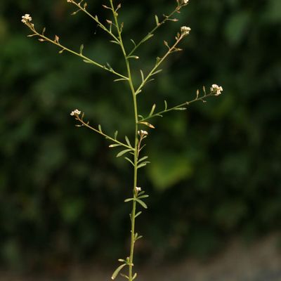 Lepidium graminifolium L., © Copyright Christophe Bornand