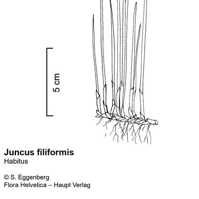 Juncus filiformis L., © 2022, Stefan Eggenberg – Flora Vegetativa - Haupt Verlag