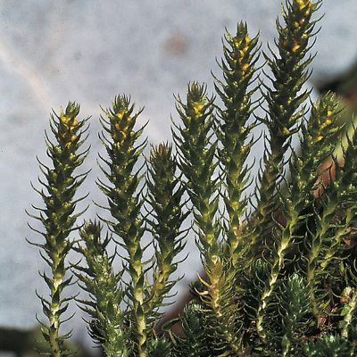 Selaginella selaginoides (L.) Schrank & Mart., © 2022, Konrad Lauber – Flora Helvetica – Haupt Verlag