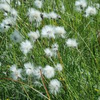 2/9 - © Copyright 2025 Patrice Prunier – VI.2.1 - Sphagnetalia medii, Sorenberg CH-LU