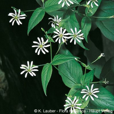Stellaria nemorum L. subsp. nemorum, © 2022, Konrad Lauber – Flora Helvetica – Haupt Verlag