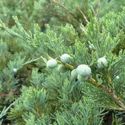 Juniperus sabina L., 9 June 2012, © 2012, Peter Bolliger – Ausserberg