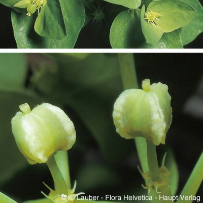 Euphorbia peplus L., © 2022, Konrad Lauber – Flora Helvetica – Haupt Verlag