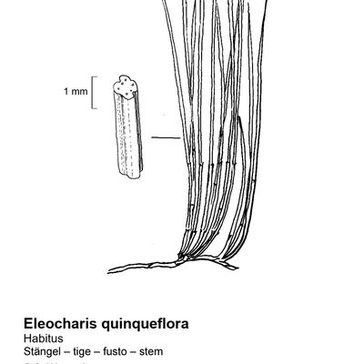 Eleocharis quinqueflora (Hartmann) O. Schwarz, 7 January 2021, © 2022, Sacha Wettstein – Flora Vegetativa - Haupt Verlag