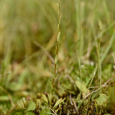 Saxifraga hirculus L., © 2022, Philippe Juillerat – Combe des Amburnex