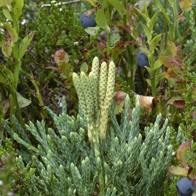 Diphasiastrum ×oellgaardii Stoor & al., 30 July 2019, © Copyright Françoise Alsaker