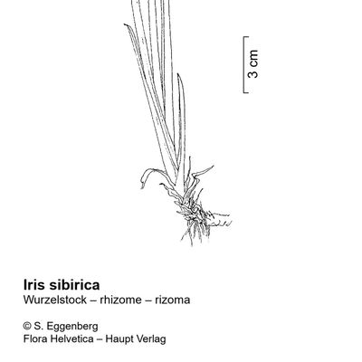 Iris sibirica L., 10 November 2022, © 2022, Stefan Eggenberg – Flora Vegetativa - Haupt Verlag