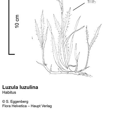 Luzula luzulina (Vill.) Dalla Torre & Sarnth., © 2022, Stefan Eggenberg – Flora Vegetativa - Haupt Verlag