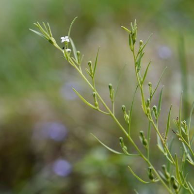 Thesium alpinum L., © 2022, Philippe Juillerat – Chevenez, éboulis froid à Anthriscus stenophylla
