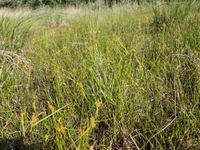 1/6, 29 May 2014 - © 2014, Patrice Prunier – II.2.3.1.6 - Caricetum paniceo-lepidocarpae, Etournel Pougny F-01