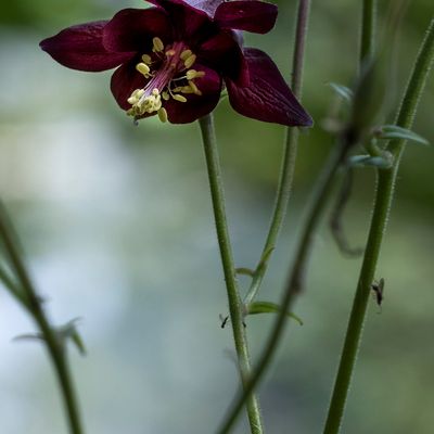 Aquilegia atrata W. D. J. Koch, 23 August 2017, © Copyright Françoise Alsaker – Ranunculaceae